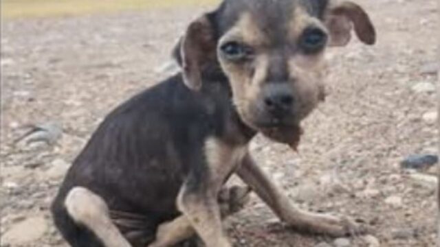 L’agente di polizia si è accorto del cucciolo di cane gravemente denutrito e ha pensato di intervenire