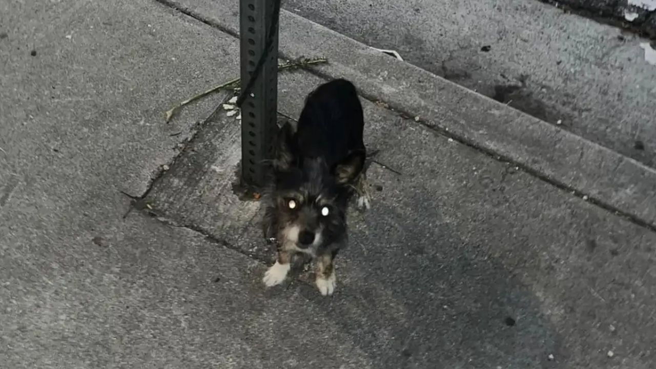 cagnolino abbandonato