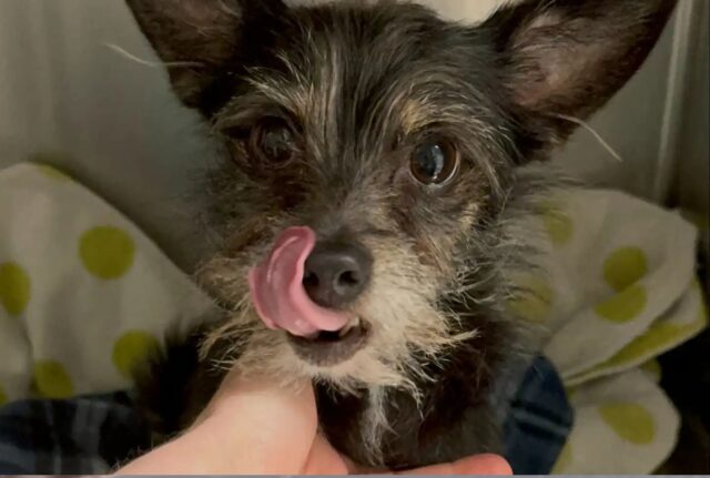 Il cucciolo di cane spelacchiato lasciato legato a un palo ha aspettato tutta la notte che qualcuno lo trovasse