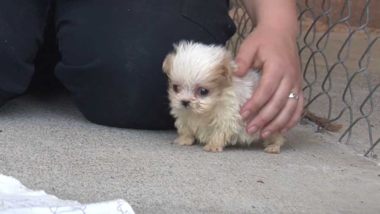 cagnolino cucciolo