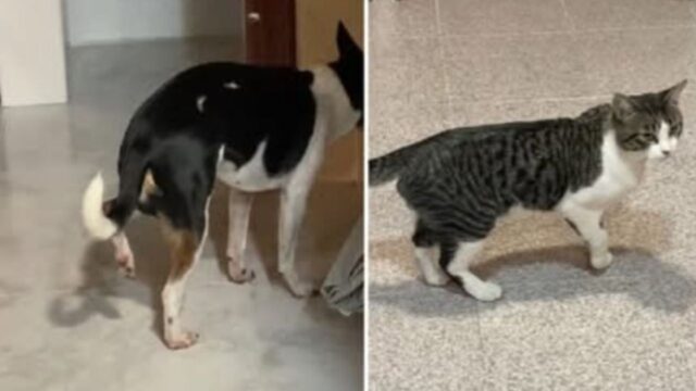 Il cane o il gatto: quale dei due animali starà facendo finta di essere zoppo?