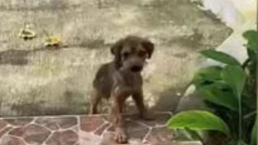 un cagnolino randagio