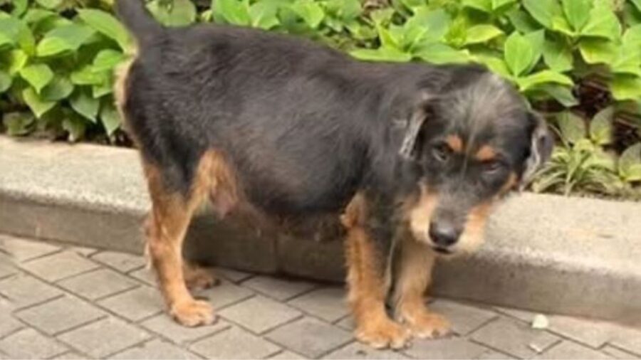 una cagnolina incinta