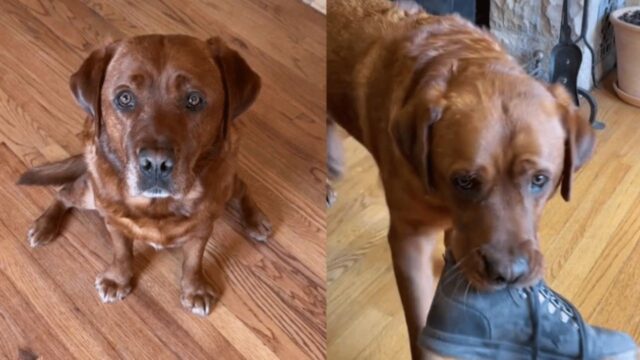 Questo cane da assistenza ha un’abilità speciale che lo rende perfetto per la donna che lo ha adottato