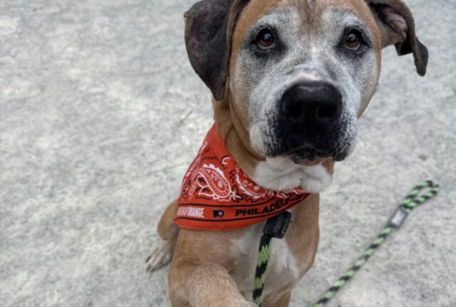 Questo cane anziano è stato salvato da una vera e propria casa degli orrori, eppure è pieno di tenerezza