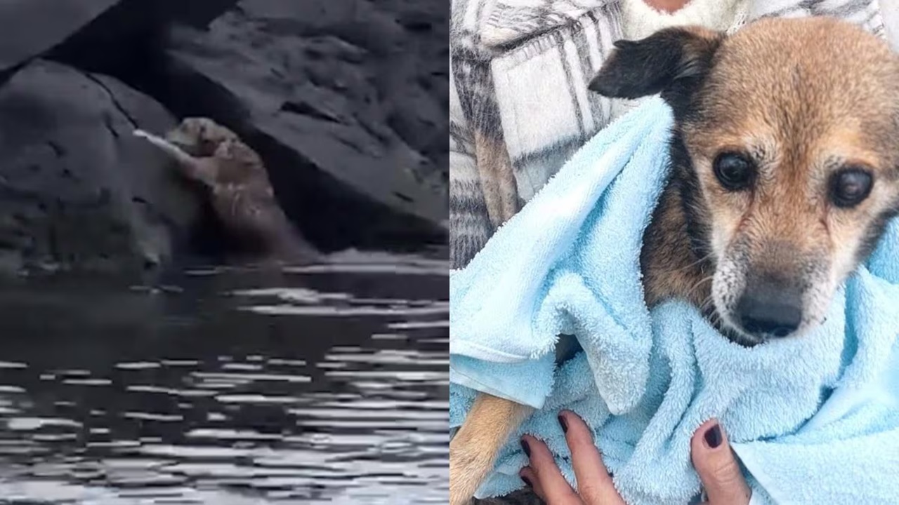 Cane caduto in acqua a Ischia