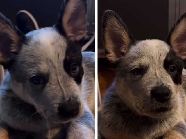 Non si può smettere di guardarlo: questo adorabile cucciolo ringhia ferocemente perché ha il singhiozzo