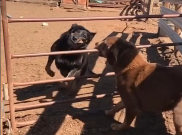 Il cane da Pastore Australiano Kelpie è tutt’altro che “normale”