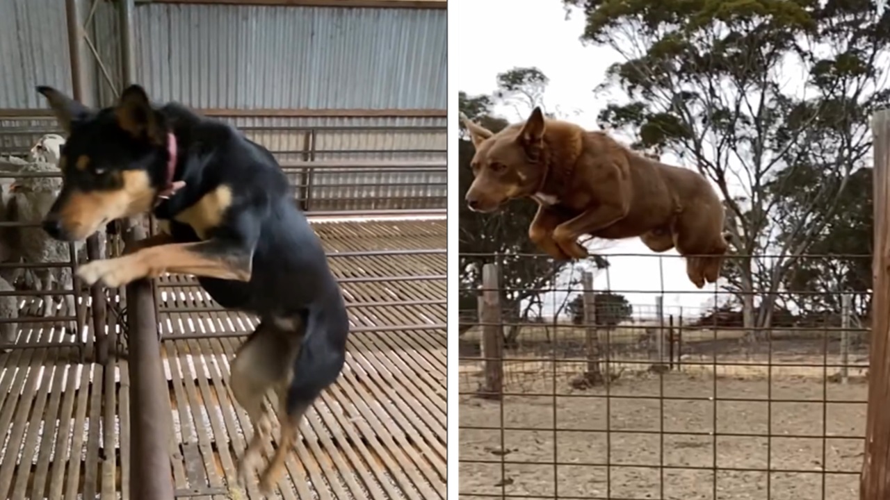 Cane da pastore australiano Kelpie