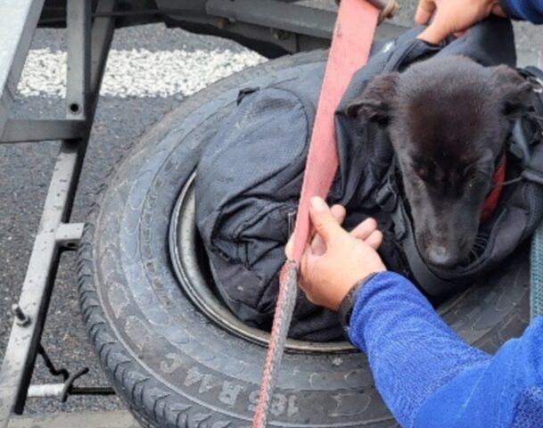 Cane incastrato nella ruota di scorta: come lo hanno liberato?