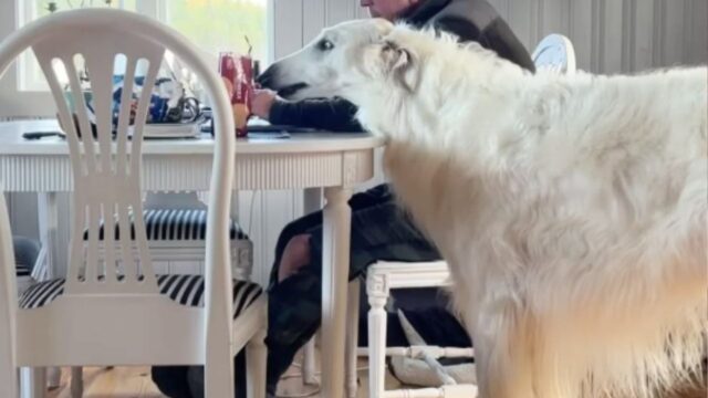 Il Borzoi avvista il biscotto: quello sguardo al suo umano vale più di mille parole