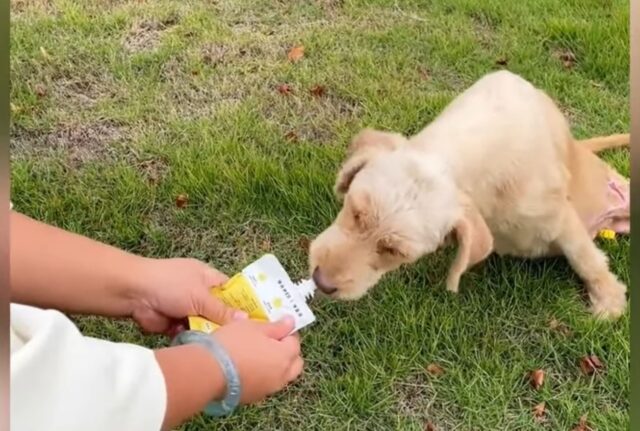 La cagnolina randagia incinta con le zampe posteriori paralizzate avanzava strisciando, in cerca di aiuto