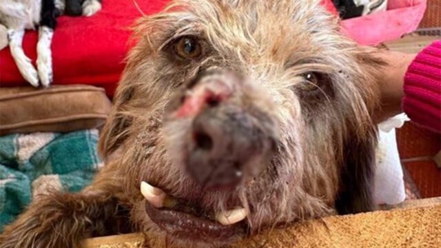 Cane rinasce dopo essere stato trovato in fin di vita con metà della faccia