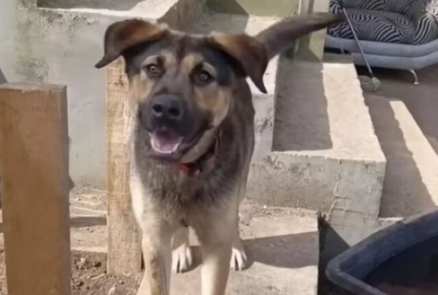 Il povero cane abbandonato si è rannicchiato davanti alla Banca, supplicando l’impiegato di aiutarlo