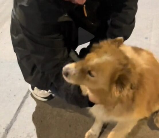 Cane salvato in autostrada viene riportato dal proprietario