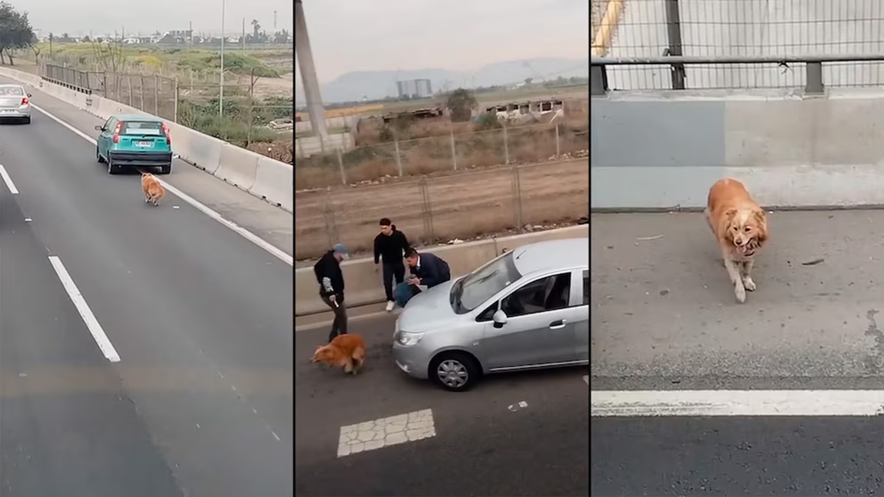 Cane salvato in autostrada