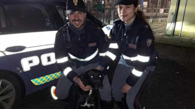 Cane scappa di casa e finisce sull’autostrada a Bologna