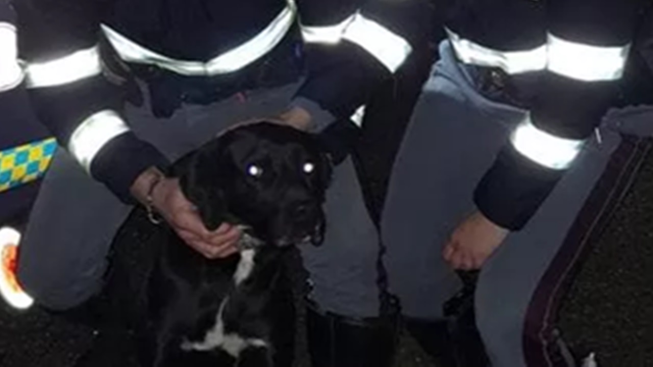 Cane nero con la polizia