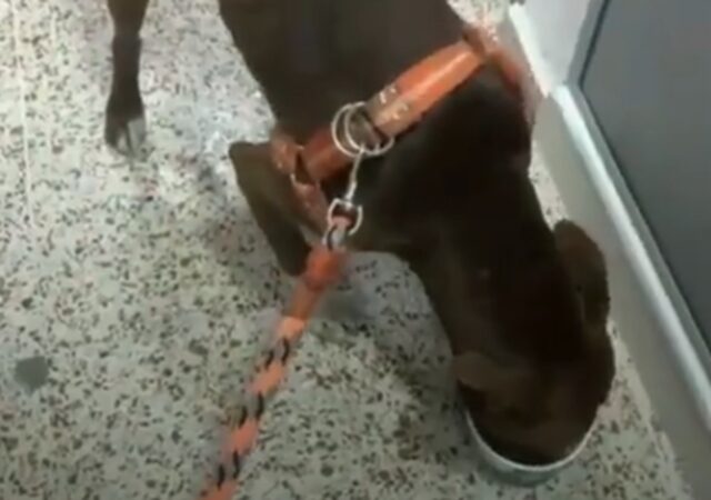 Cane sfruttato per chiedere l’elemosina salvato a Bogotà