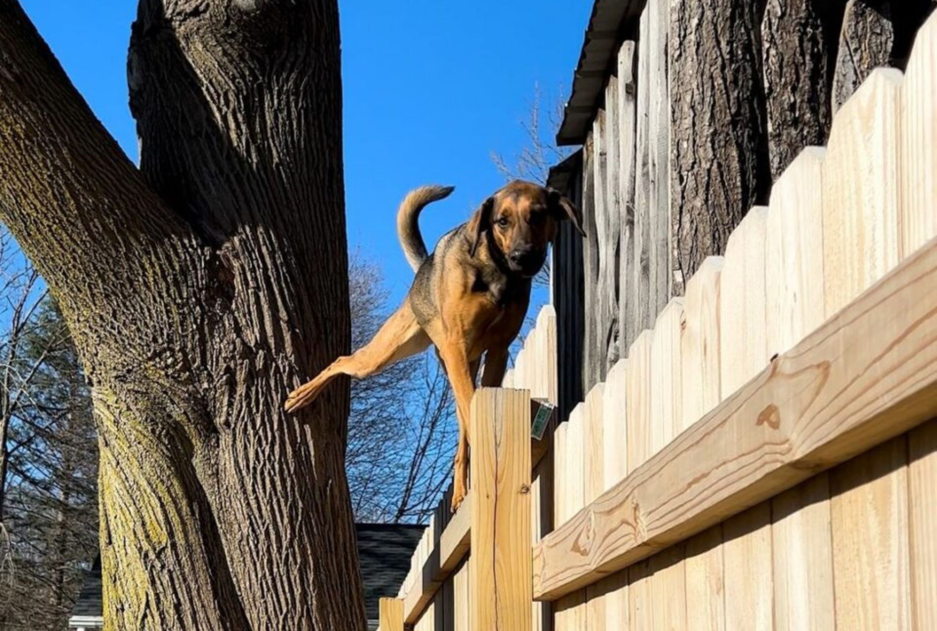 cane sullo steccato