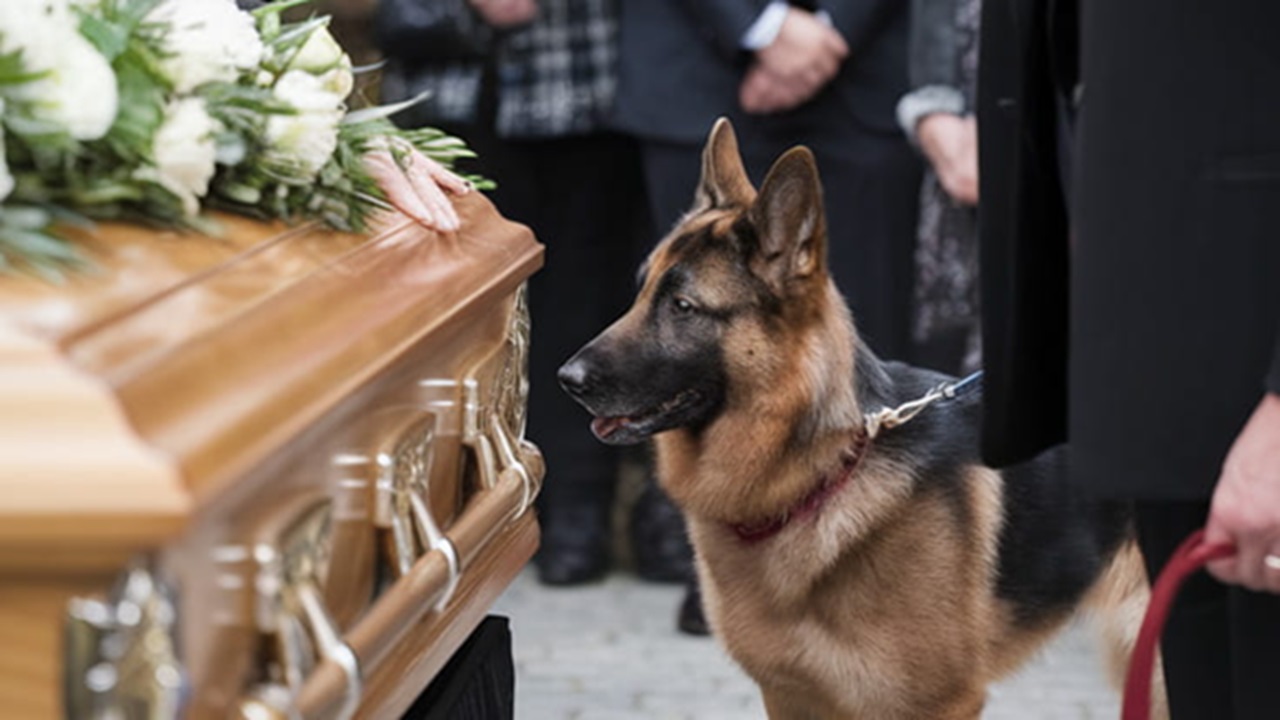 Cane veglia il proprietario