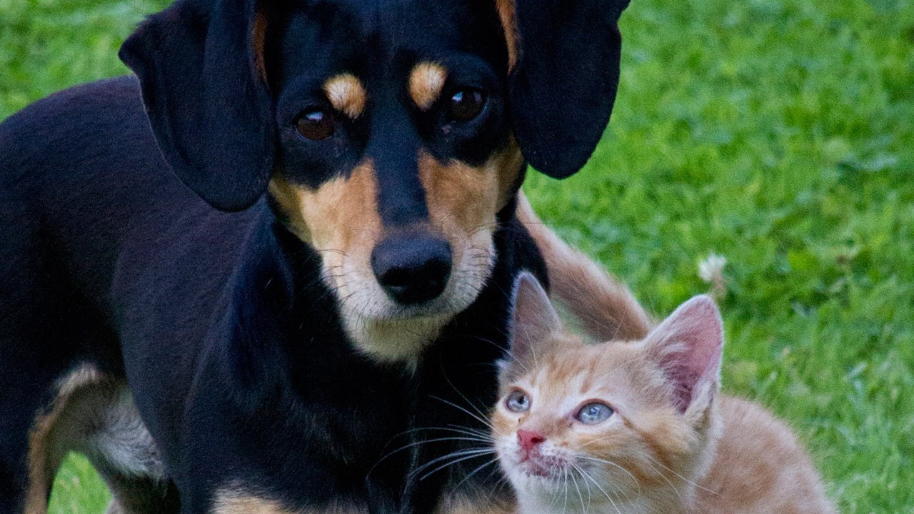 Cane e gatto insieme