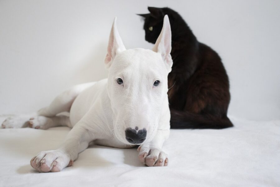 Cane bianco e gatto nero