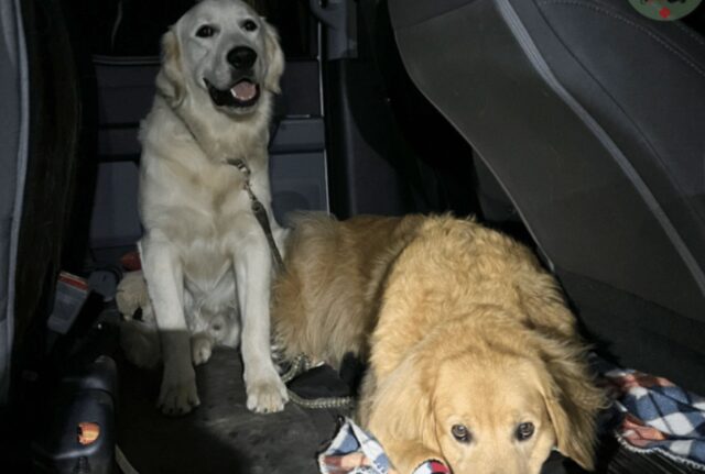 Gli scalatori hanno fatto squadra per riuscire a salvare il Golden Retriever ormai esausto