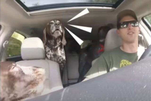 Questo papà umano mette una videocamera in auto per far vedere a tutti come “impazziscono” i suoi cani