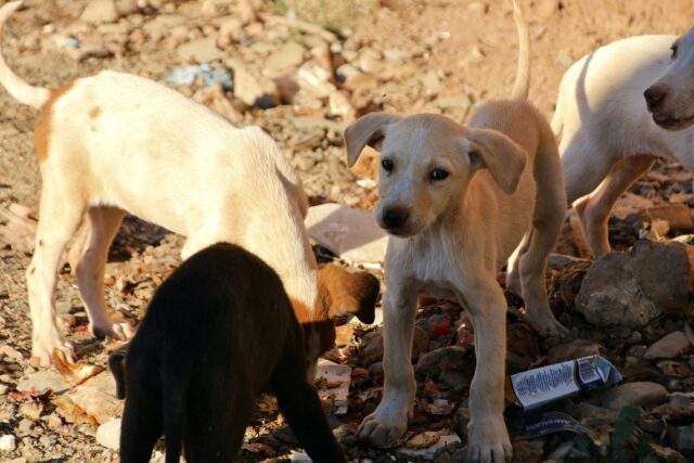 Cani randagi mandati a vivere su un’isola: un esperimento terribile