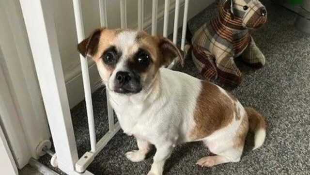 Chihuahua scomparso torna dopo essere stato ingannato dalle salsicce