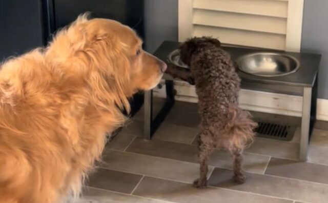 Il Golden Retriever che aspetta la sua ciotola d’acqua ha più pazienza di molti esseri umani (VIDEO)