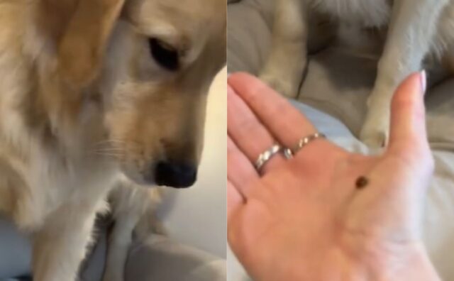 Il Golden Retriever adocchia una coccinella, ma non gli sembra che le cose siano “regolari” (VIDEO)