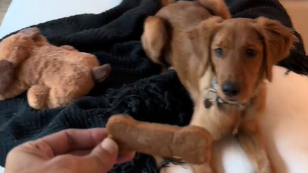 cane sul letto