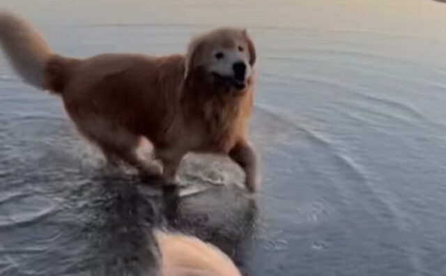 Il Golden Retriever anziano ritrova tutta la gioia della giovinezza andando a fare una corsa in spiaggia (VIDEO)