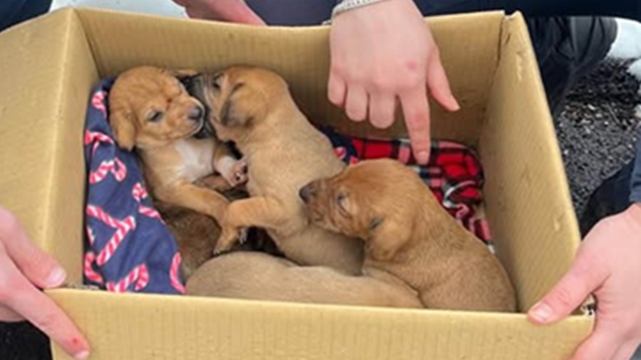 Cuccioli abbandonati nel bosco