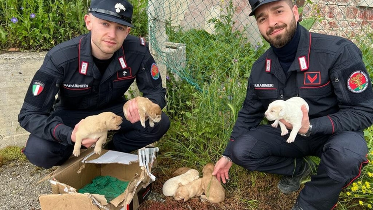 Cuccioli con i Carabinieri