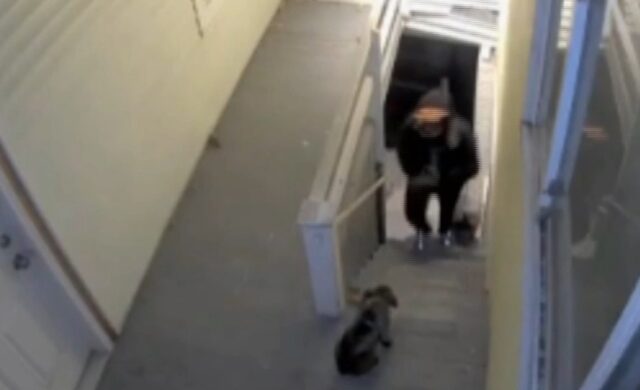 Cuccioli picchiati e frustati: video inchioda un dog walker