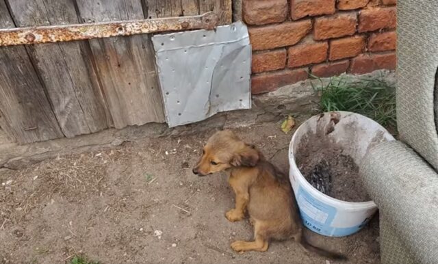 Cucciolo intelligente guida un soccorritore nel lager dove i cani vivevano disumanamente