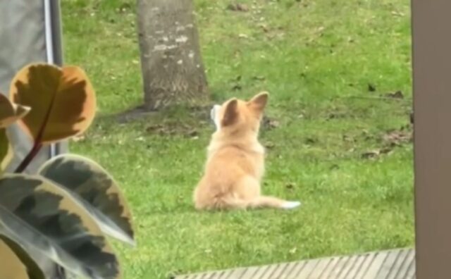 Il modo in cui questo Corgi osserva gli uccelli in giardino ci ricorda quanto sia importante la curiosità (VIDEO)