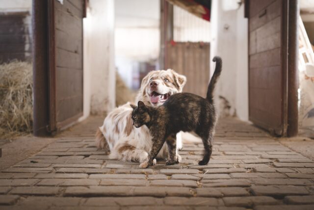 Debiti per gli animali domestici: il caso della Generazione Z e dei Millenials