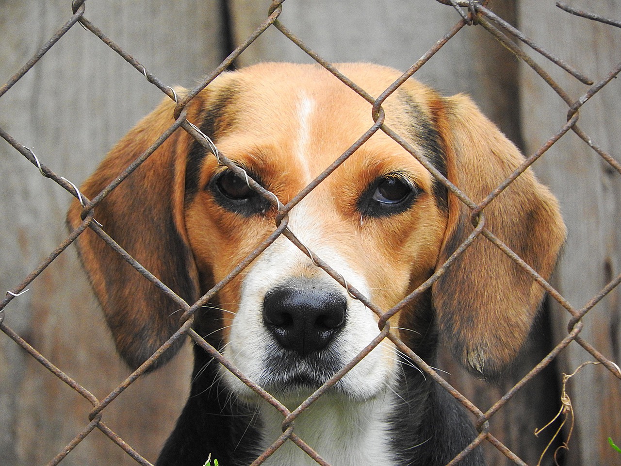 Beagle in canile