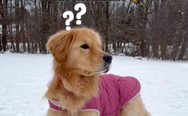 Il Golden Retriever non riesce a nascondere la sua frustrazione mentre gioca al riporto con le palle di neve (VIDEO)