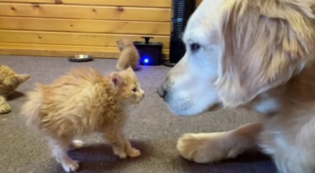 Golden Retriever calma dei gattini spaventati affidati alla sua famiglia