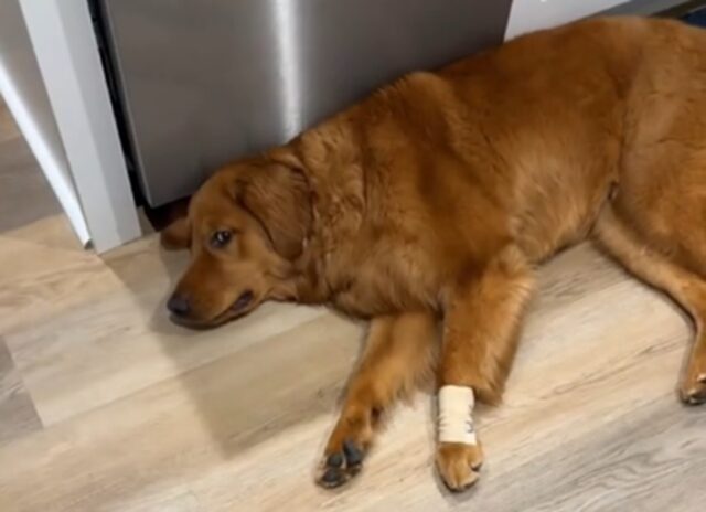 Golden Retriever con la benda sulla zampa ha una reazione melodrammatica