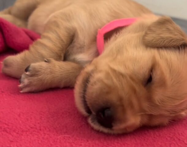 Golden Retriever presenta i suoi cuccioli all’adorata dog sitter