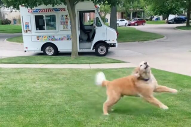 Golden Retriever sente il camioncino dei gelati: la sua reazione è unica