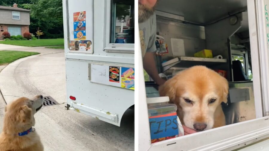 Golden Retriever e camioncino dei gelati