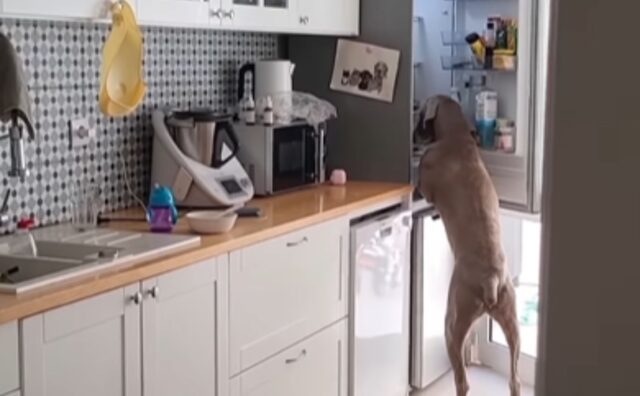 Il Weimaraner sa come portare a termine un furto: è davvero il ladro canino perfetto (VIDEO)