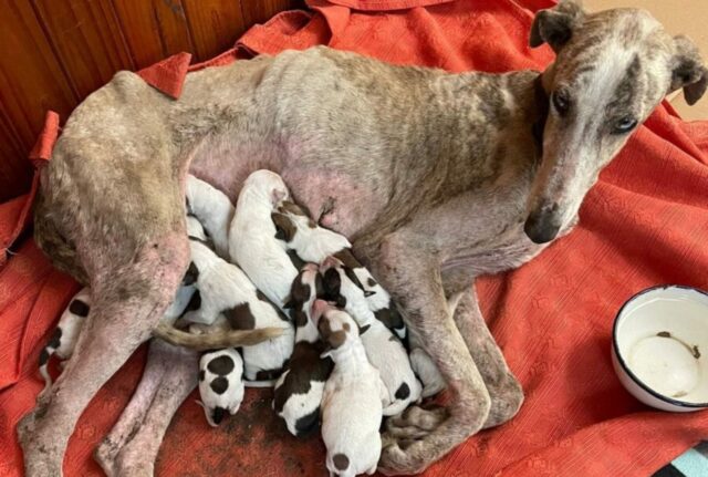 Dolorosissimo: questa mamma cane e i suoi cagnolini sono stati abbandonati perché “non servivano più”